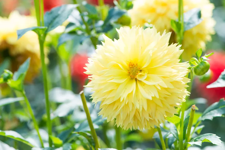 35 Best Types of Yellow Flowers to Brighten Up Your Garden