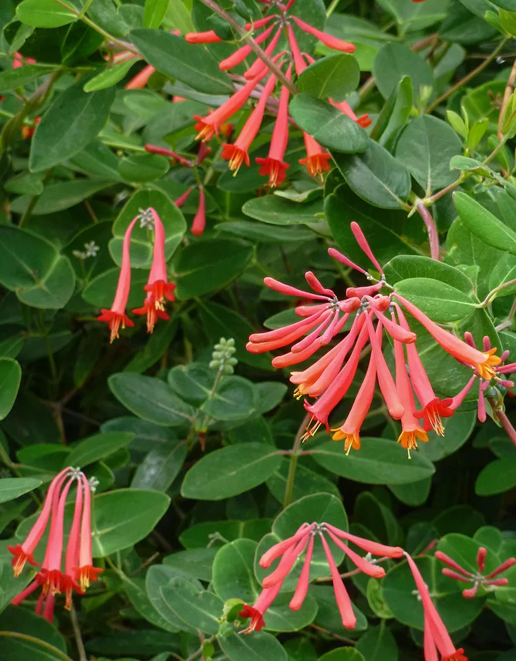 11 of the Best Flowering Vines for Shade