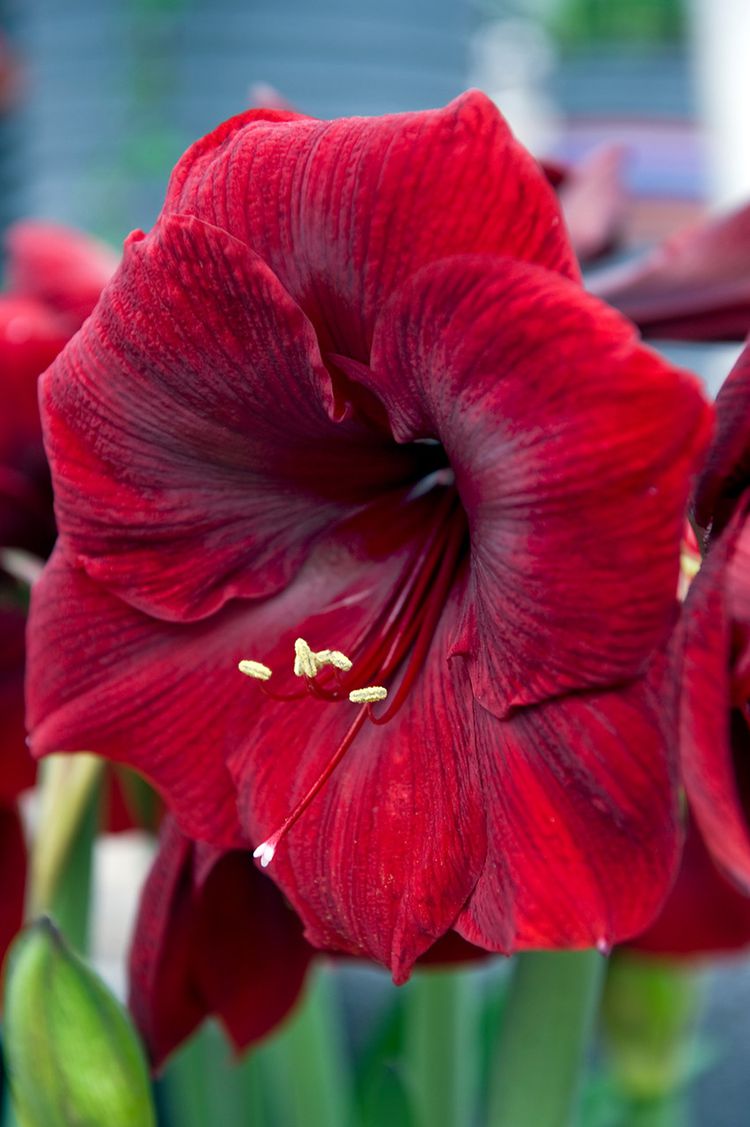 21 Gorgeous Amaryllis Varieties to Grow for a Burst of Winter Color