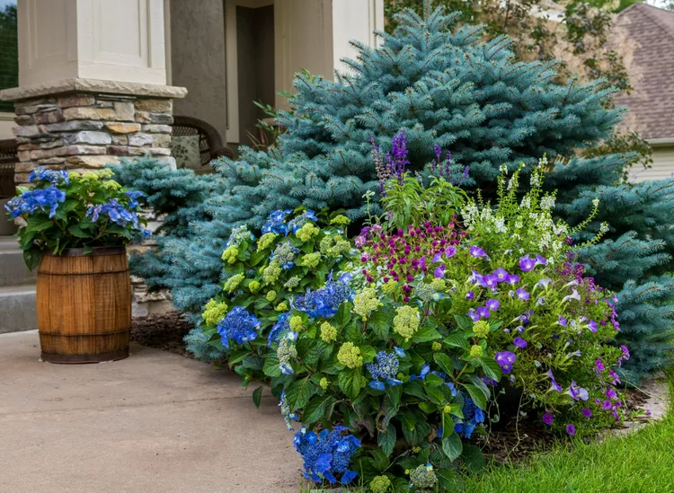 New Pop Star Hydrangea Is the Compact, Colorful Shrub Your Garden Needs