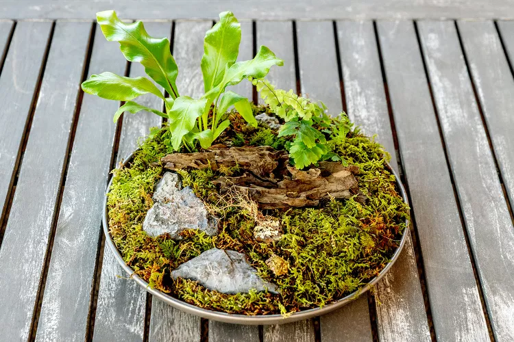 How to Make a Tabletop Moss Garden